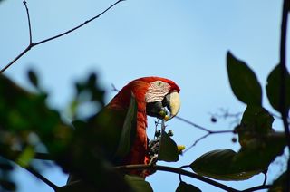 Arara