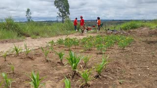 2o. Mutirão Teia Cerrado - Ana Primavesi - Plantas