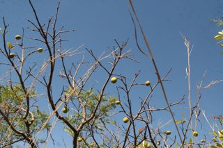 Mangaba