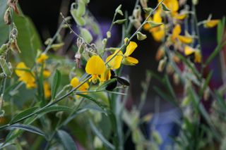 Crotalária Juncea