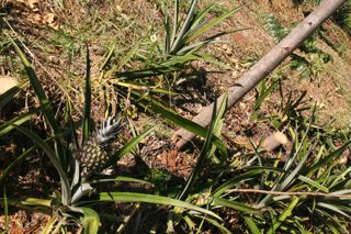 Agrofloresta sucessional