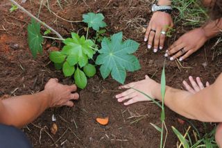 PlantioBaoba_7