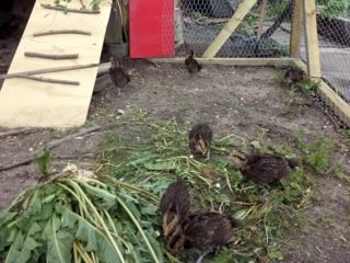 Chicks